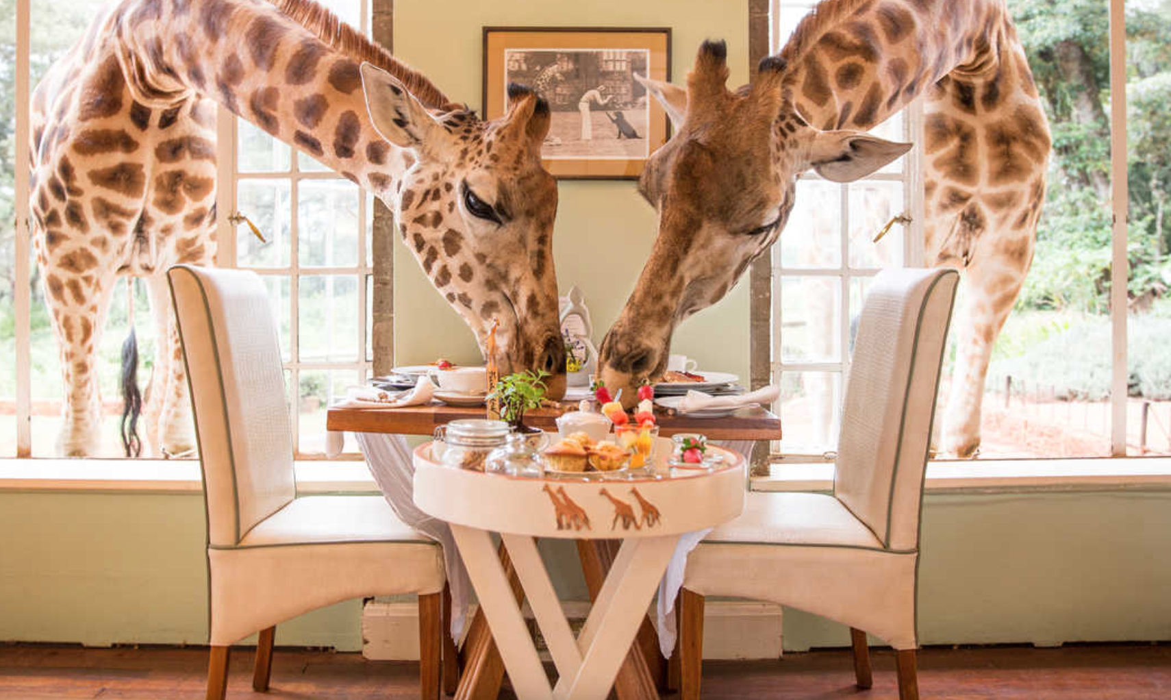 Giraffe Lodge