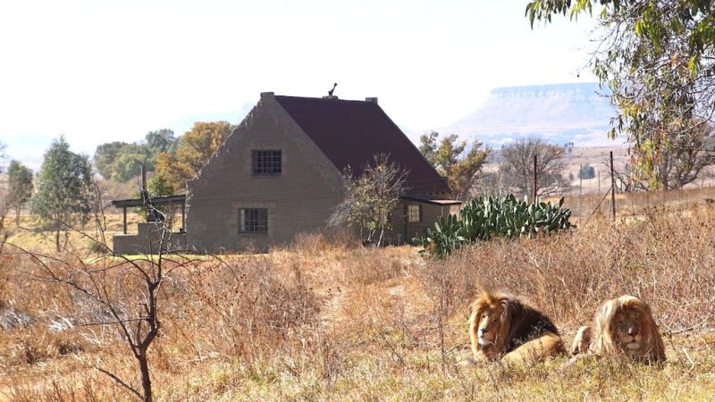 Lion House In South Africa