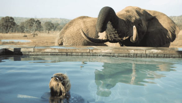 Mhondoro Safari Lodge and Villa