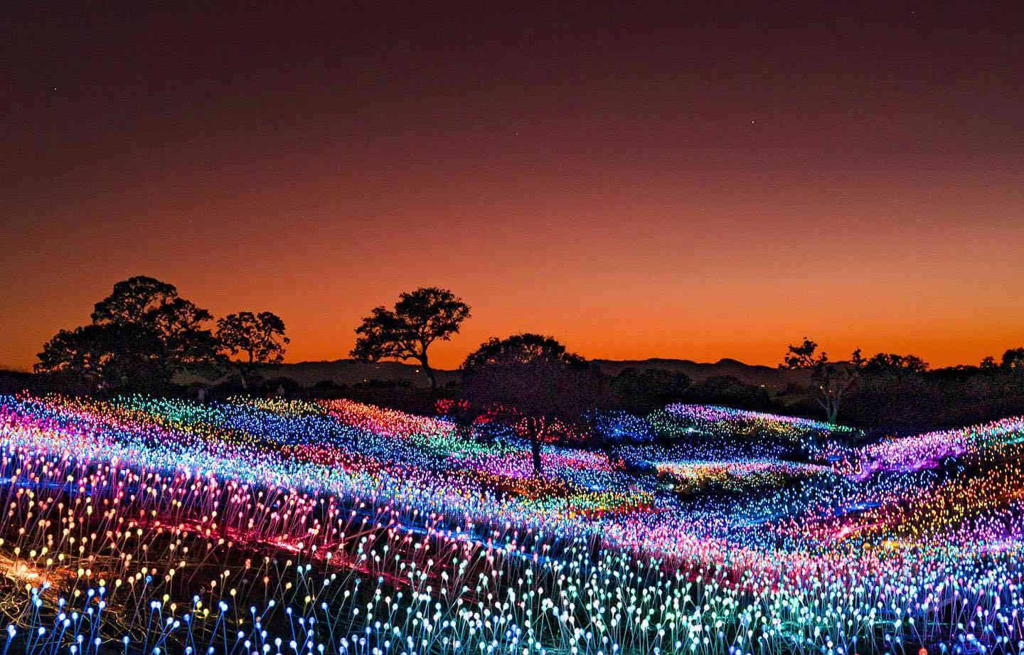 California's Field Of Light