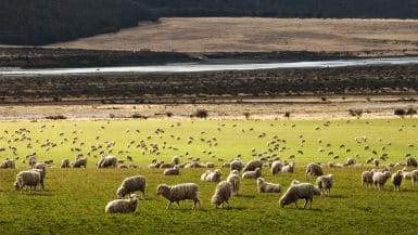 New Zealand Visitor Rules