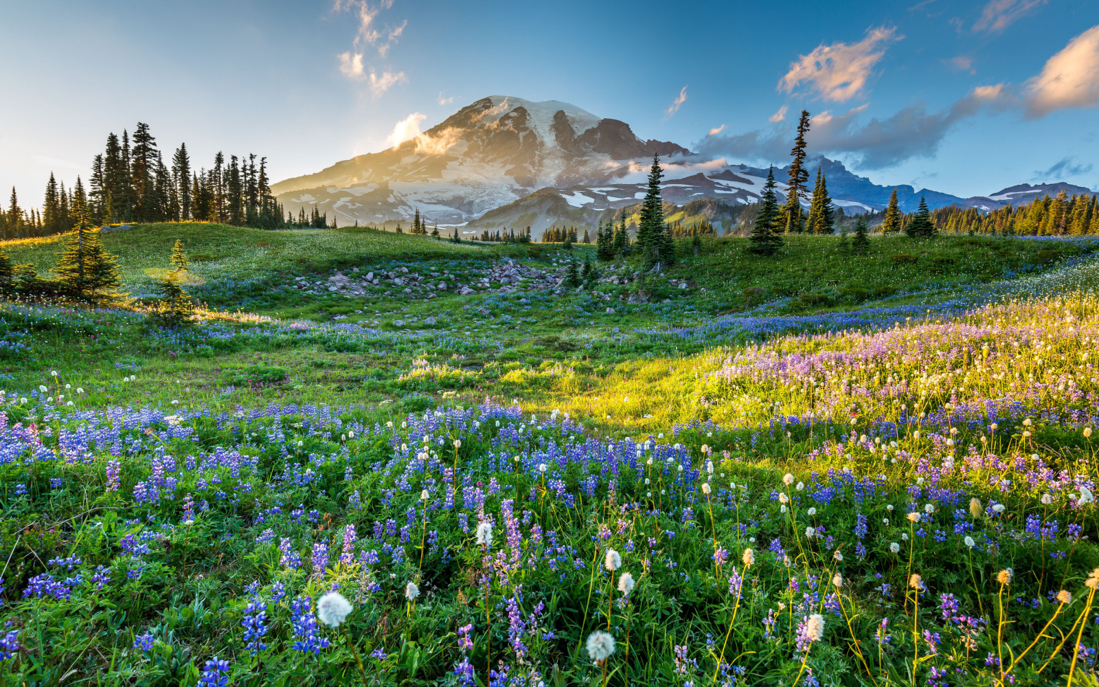 Massive Wildflower Bloom Mount Rainier National Park