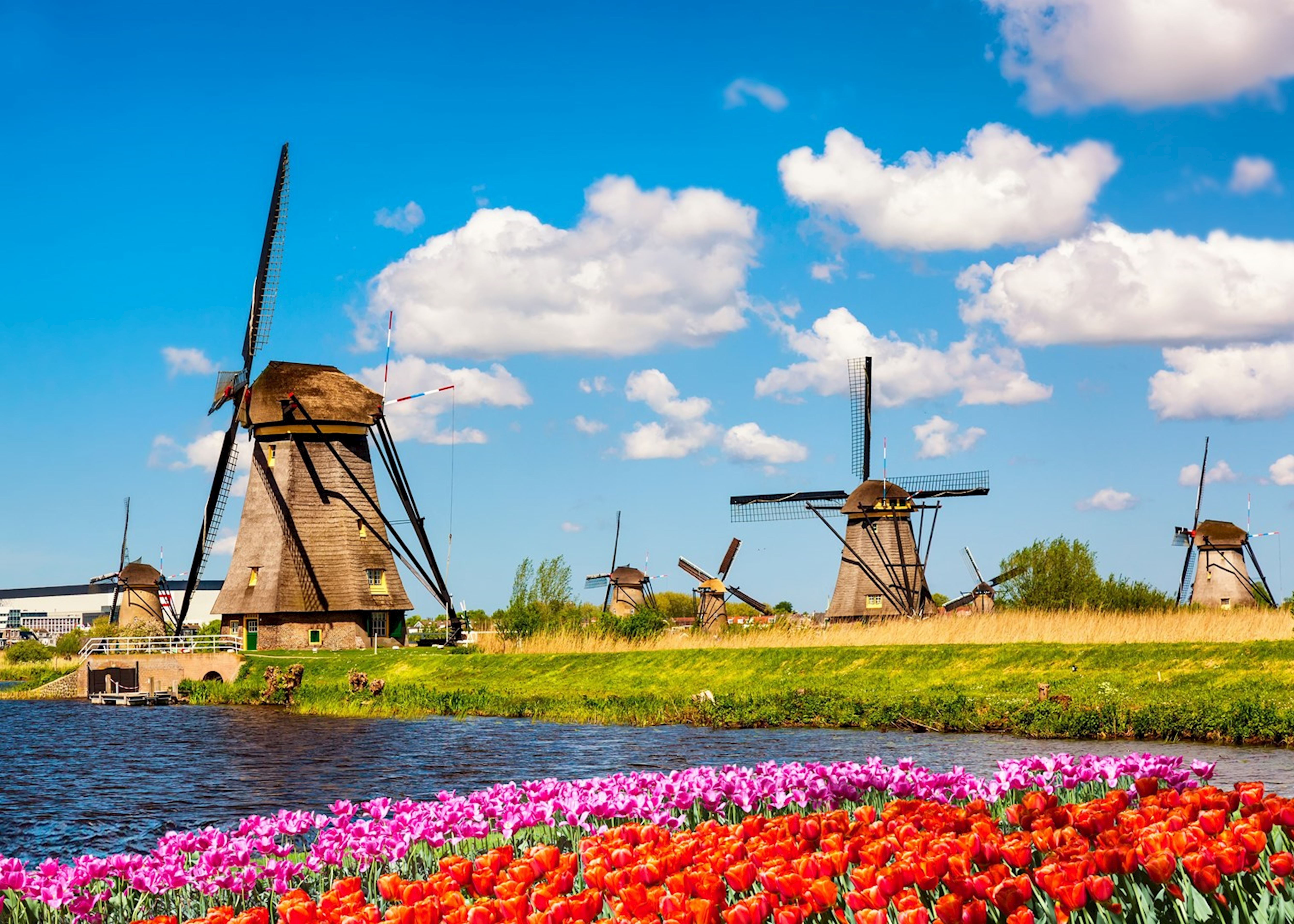 Windmills In Rotterdam
