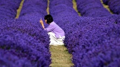 The Scenic Lavender Field