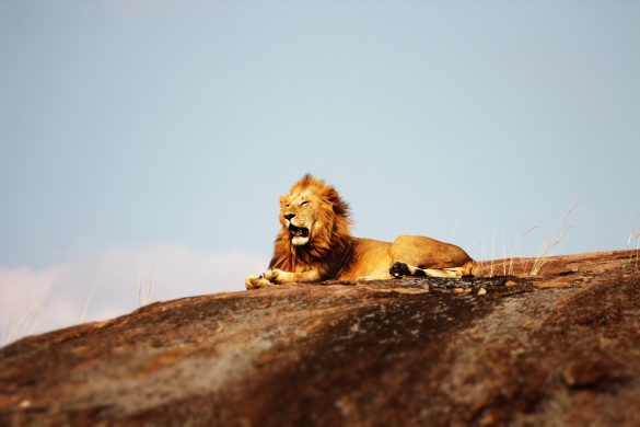 The Pride Lands With Lion King Safaris