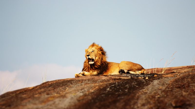 The Pride Lands With Lion King Safaris