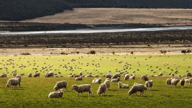 The 10 Best New Zealand Slang