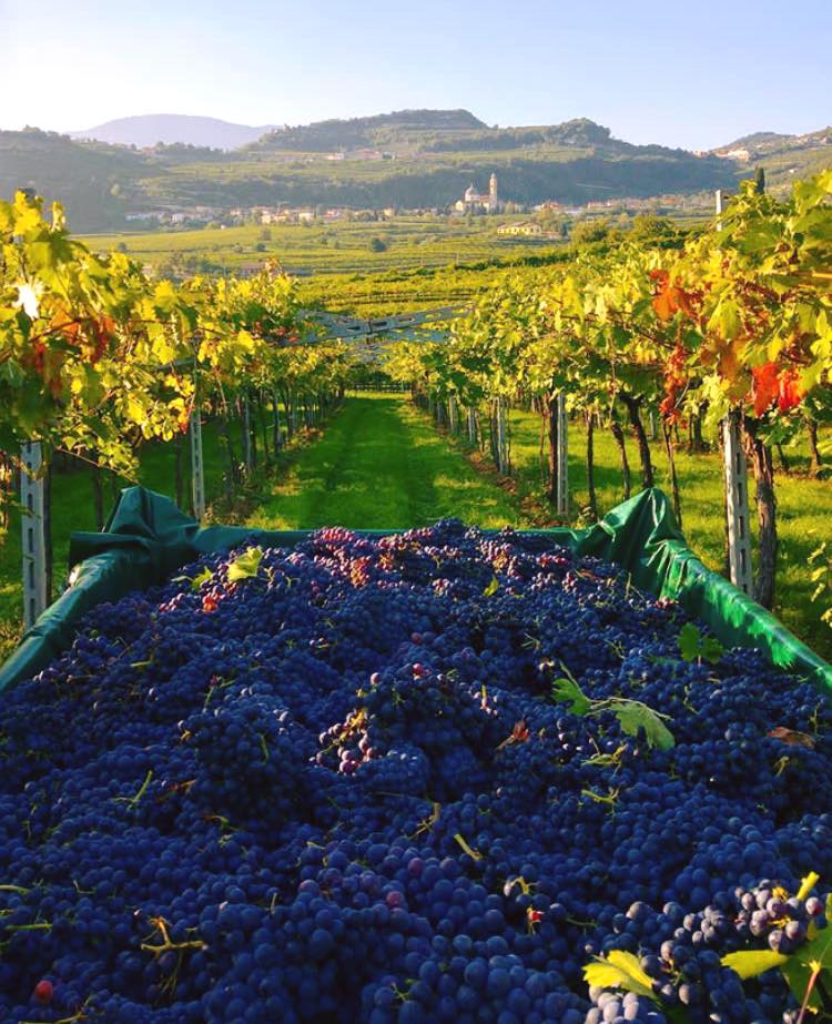 Best Italian wine destinations in Europe