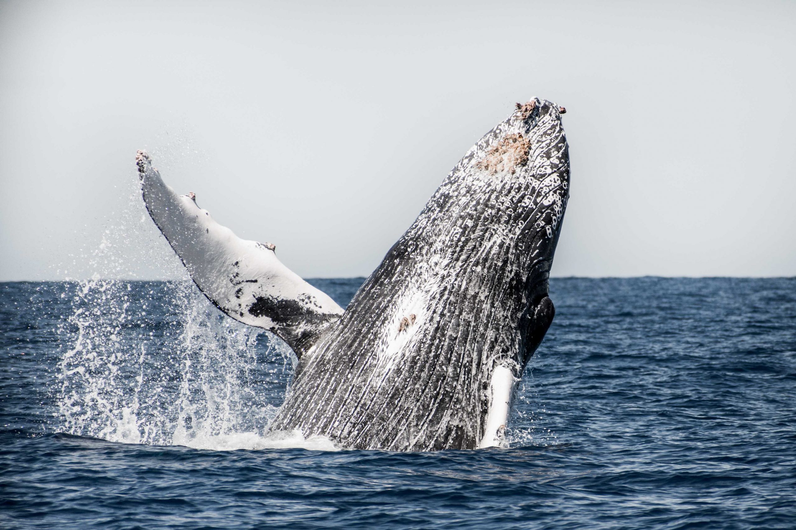 los cabos whale watching