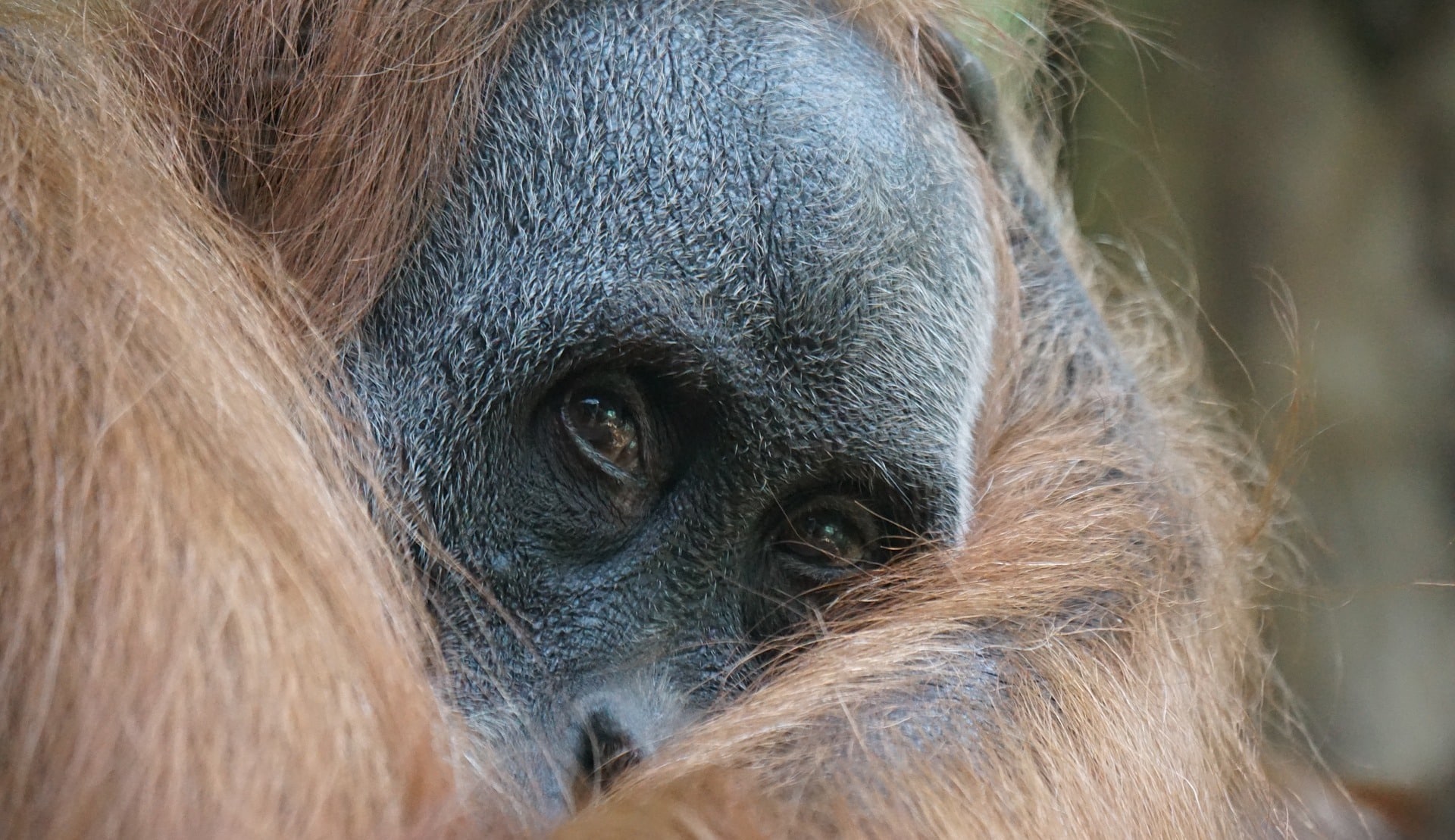 How to Visit Sumatra Indonesia Rainforest