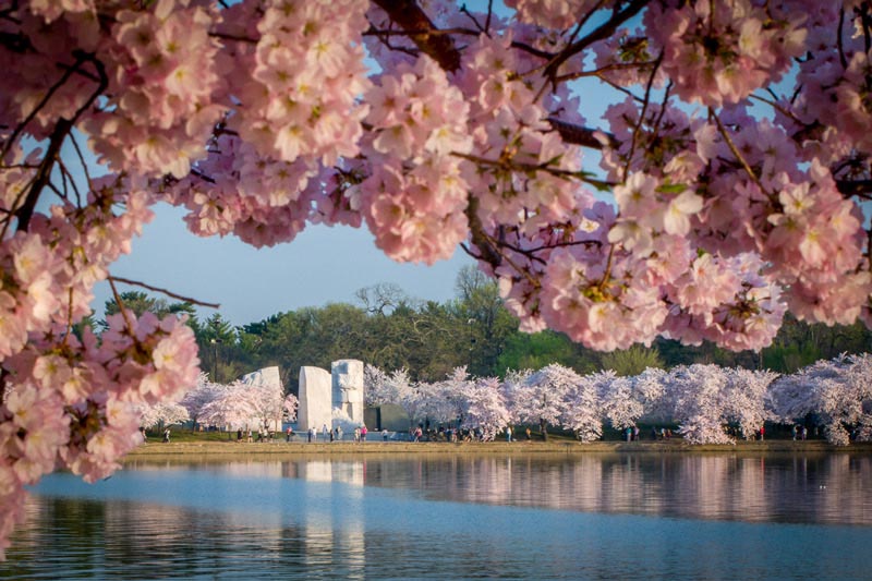 Spring In Washington Dc Is Full Of Awe Inspiring Experiences Pemandangan Anime Fotografi Alam Latar Belakang