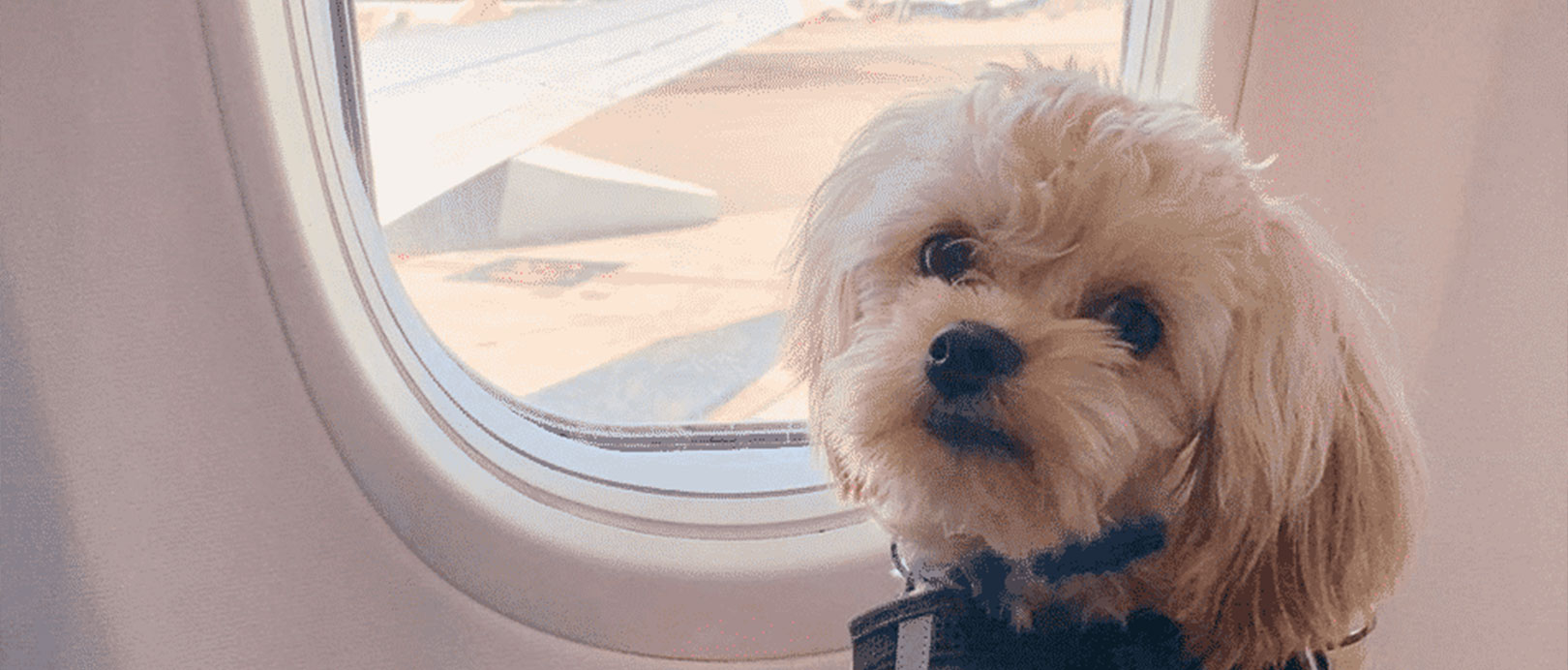 The 7 Most Pet-Friendly Airlines In Europe – Big 7 Travel