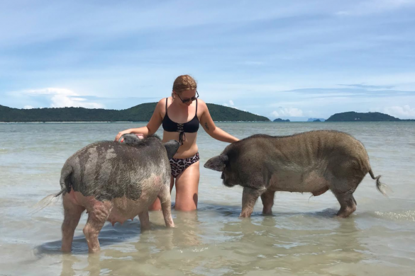 Pig Island In Koh Samui
