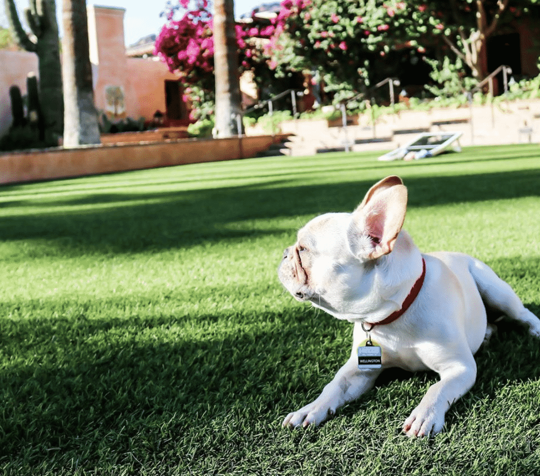 The 7 Best Pet Friendly Hotels In Arizona