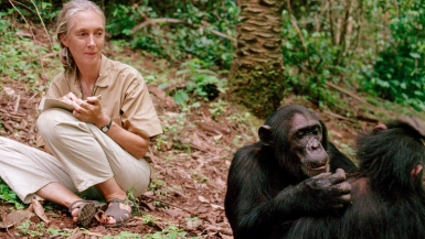 jane goodall wildlife tourism