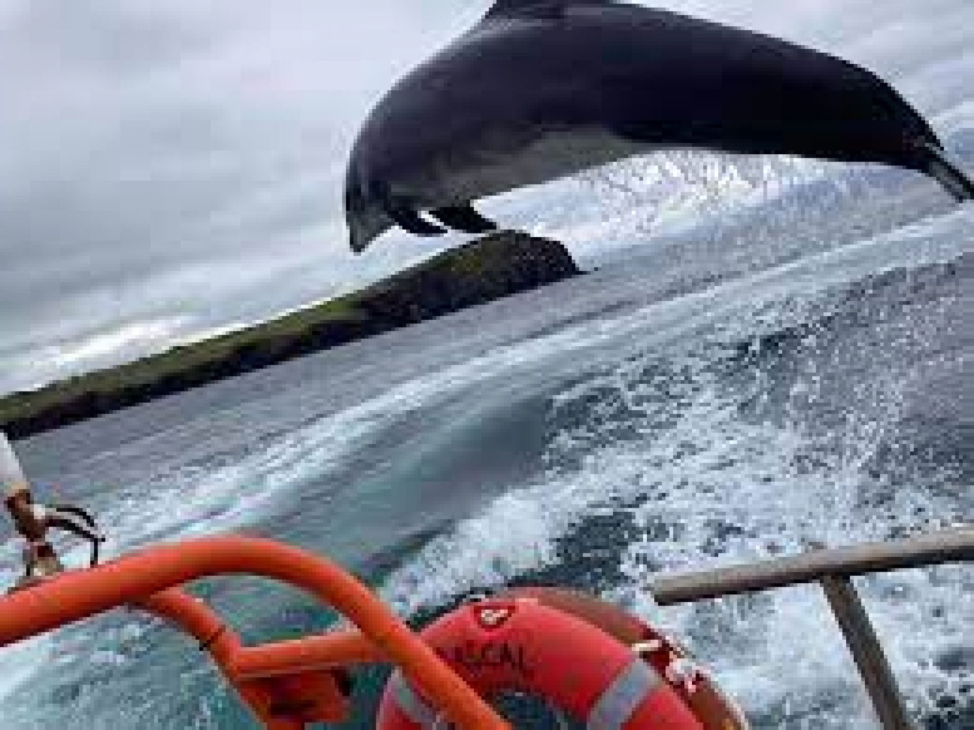 Fungie missing Dingle dolphin