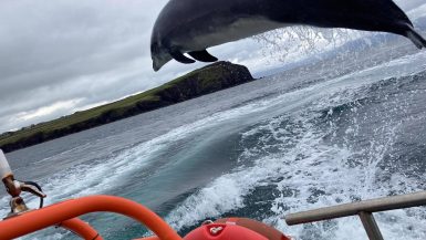 Fungie missing Dingle dolphin