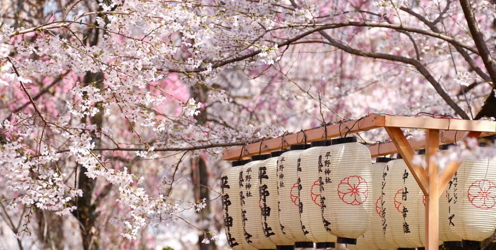 japanese cherry blossom festival