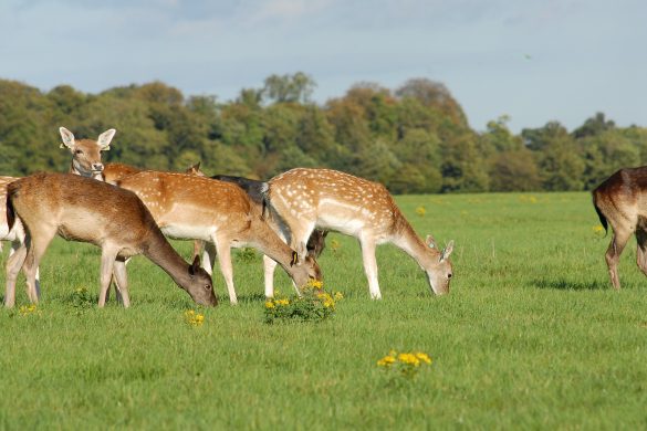 The 7 Best Things to do in Dublin with Kids Phoenix Park