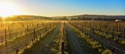 Best wineries near Perth Talijancich