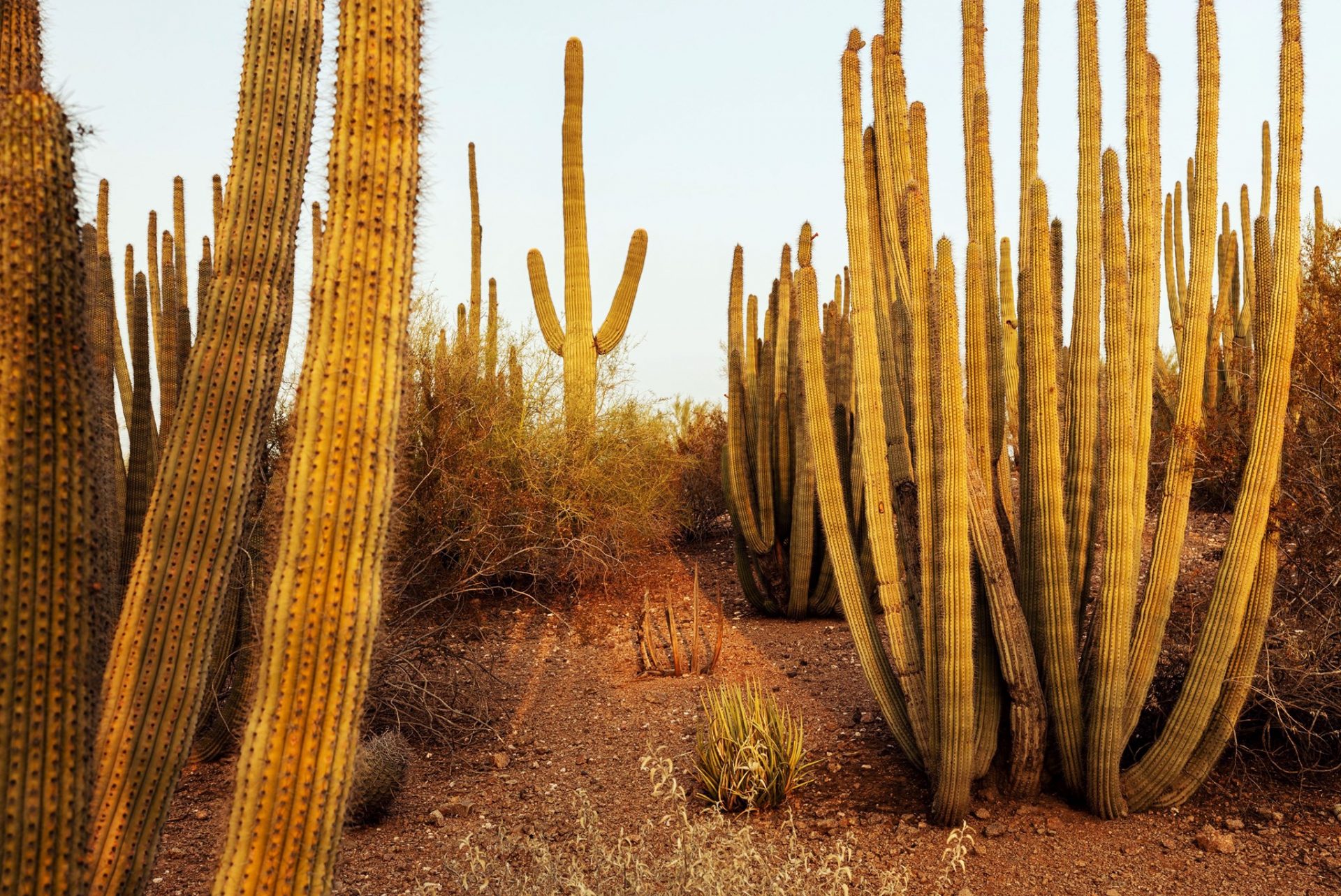 Best things to do in Phoenix with kids desert park