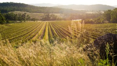 Sirromet Wines