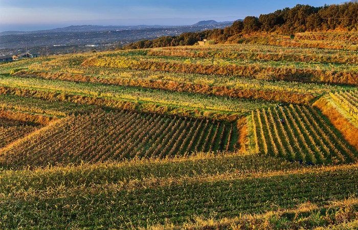 Best wineries Mount Etna