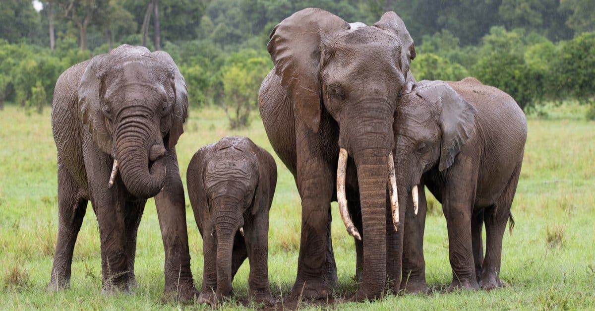 interesting facts Botswana
