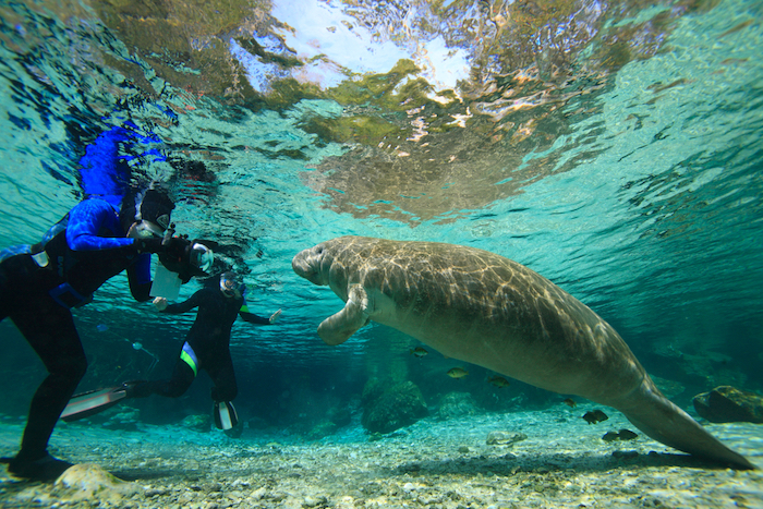 best places for snorkeling in Florida