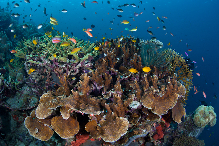 best places for snorkeling in Solomon Islands