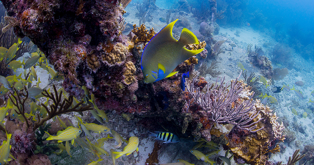 best places for snorkeling in Florida Keys