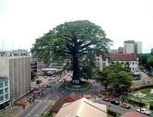 cotton tree in freetown