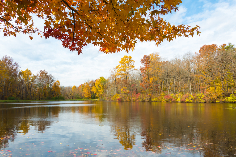 trees reflecting on the lake