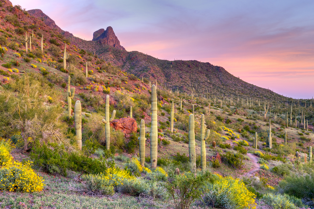 cactus in the picacho peak