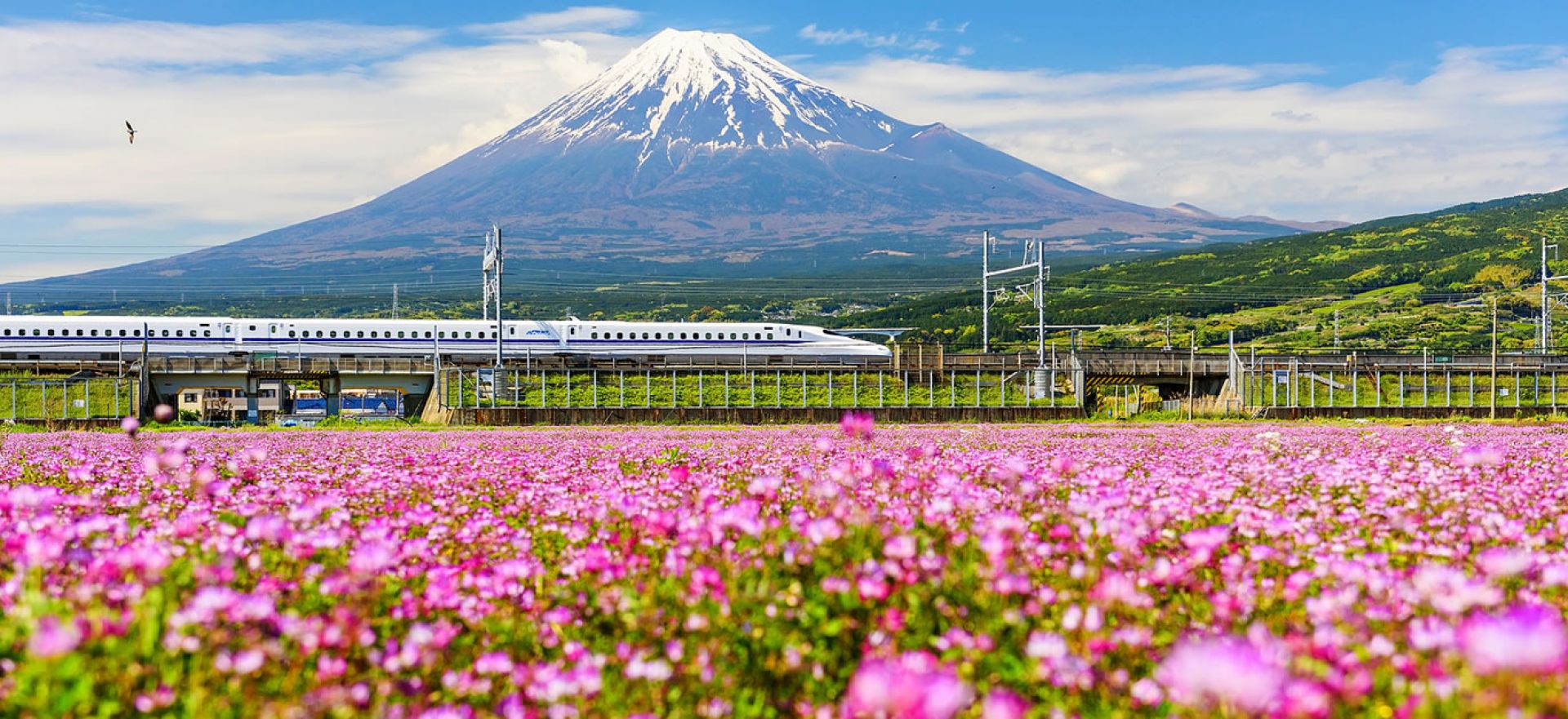 pink flowers and mount fuji in the backdrop